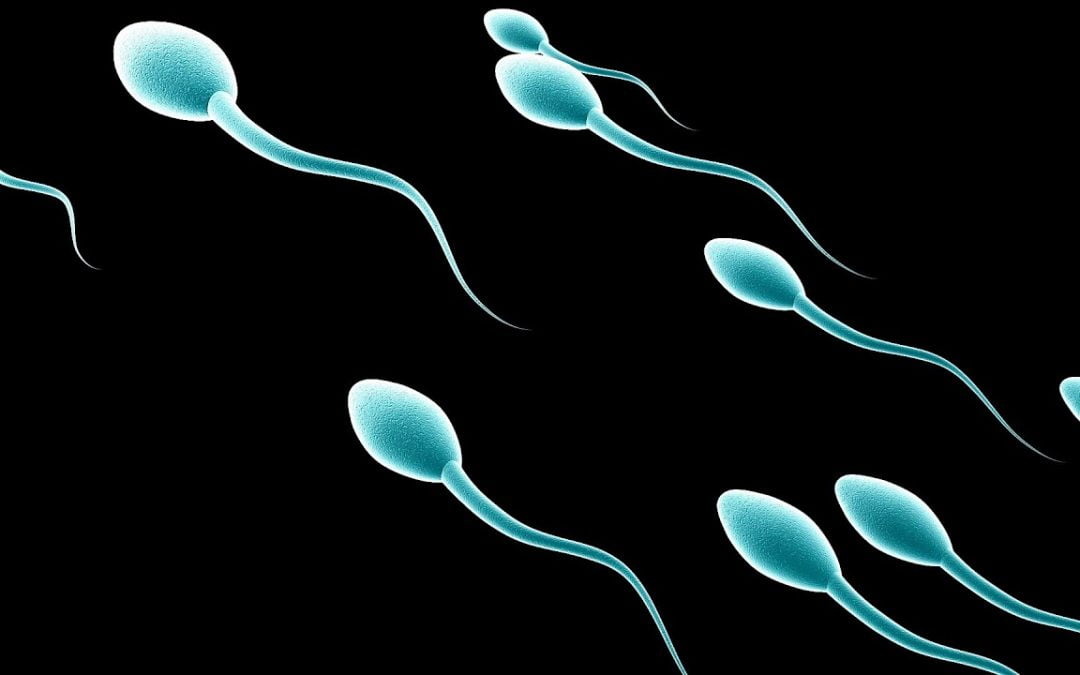 Five Ways to Boost Male Fertility & Sperm Count