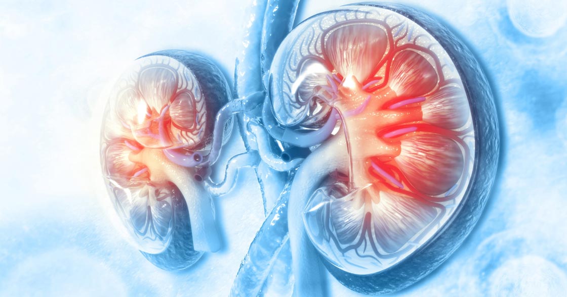 Human kidney cross section on scientific background. 3d illustration